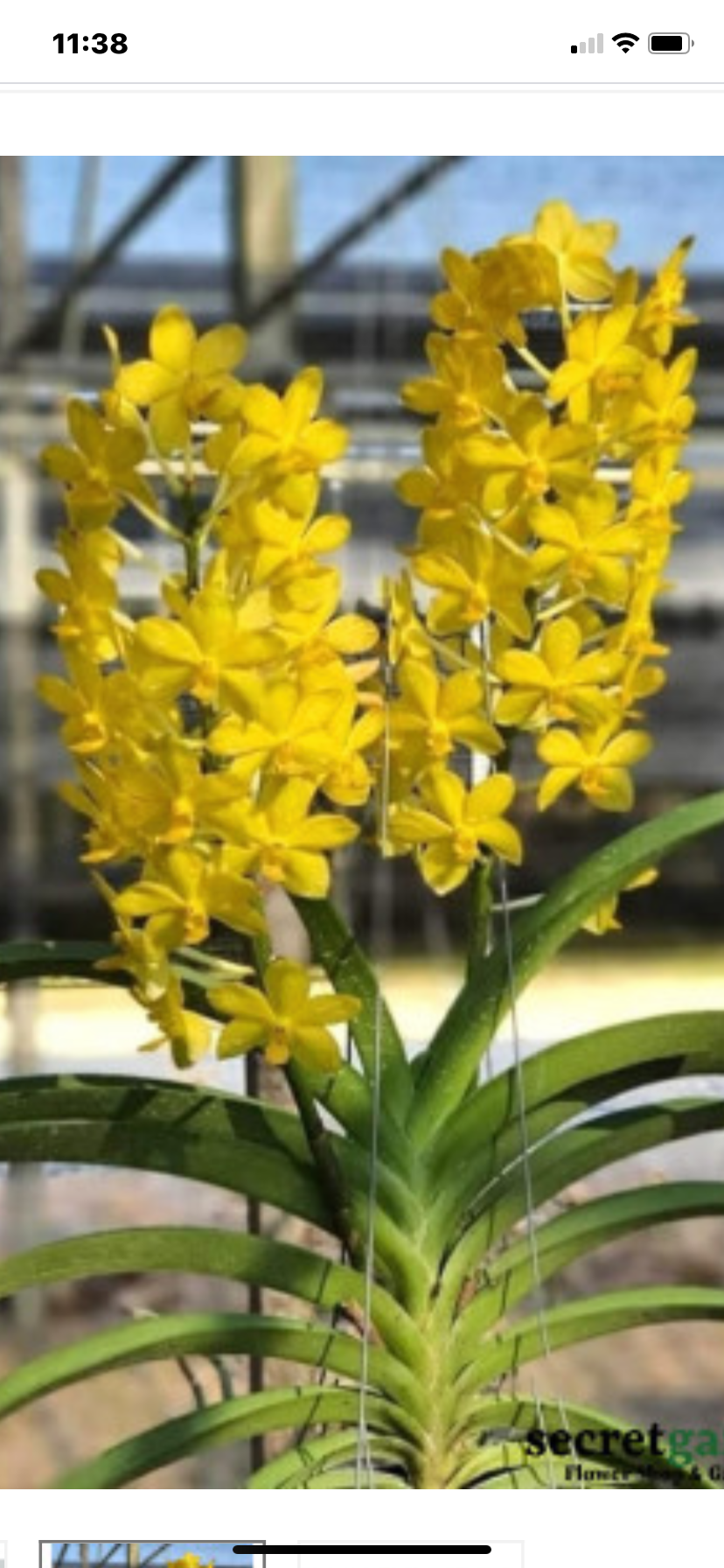 Vandachostylis Veeraphol ‘Harvest Moon’
