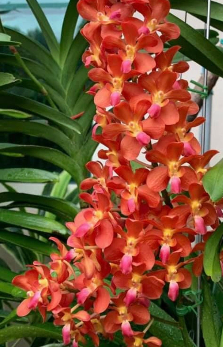 Waironara Tango Fire, AM/AOS