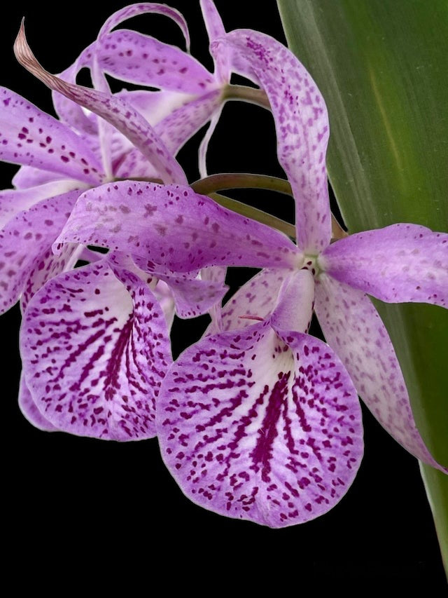 Brassocatttleya Maikai AM/AOS