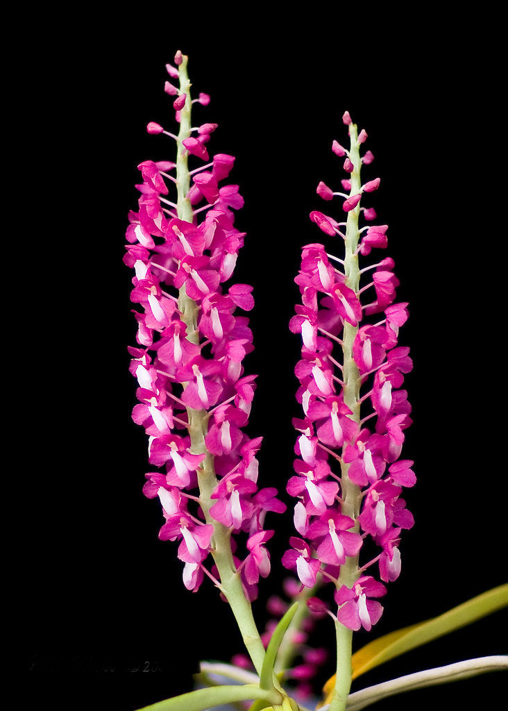 Dyakia hendersonianum (species)