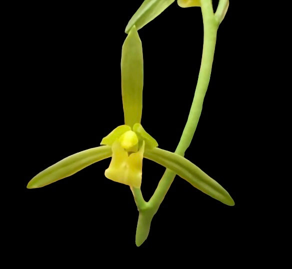 Cymbidium sinense ‘Wu Zi Cui’
