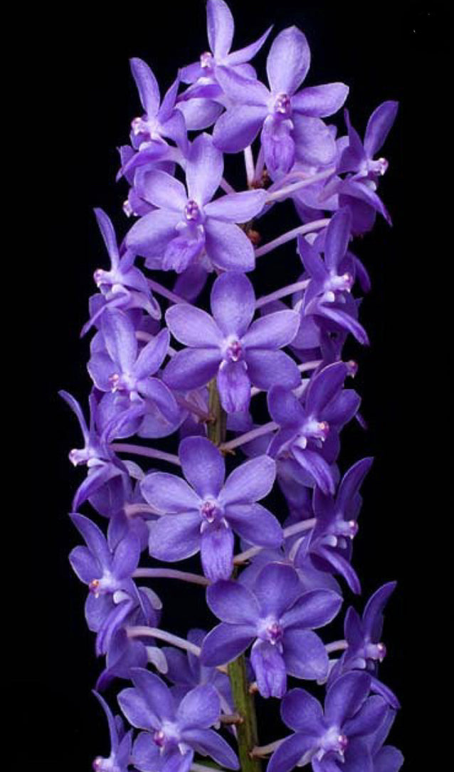 Rhynchodenia Magic Wand Blue