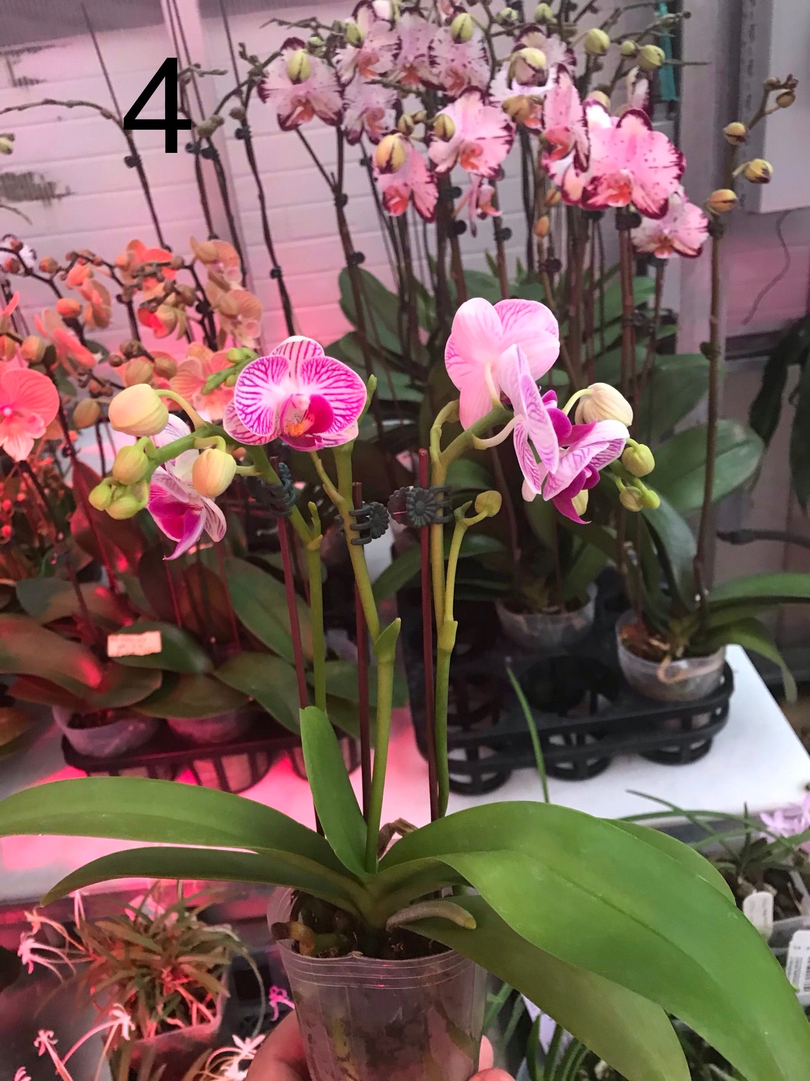 Miniature Phalaenopsis collection.
