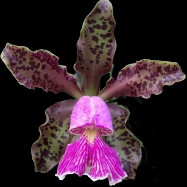 Cattleya schilleriana