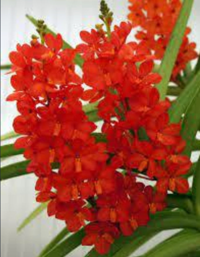 Ascocentrum curvifolium