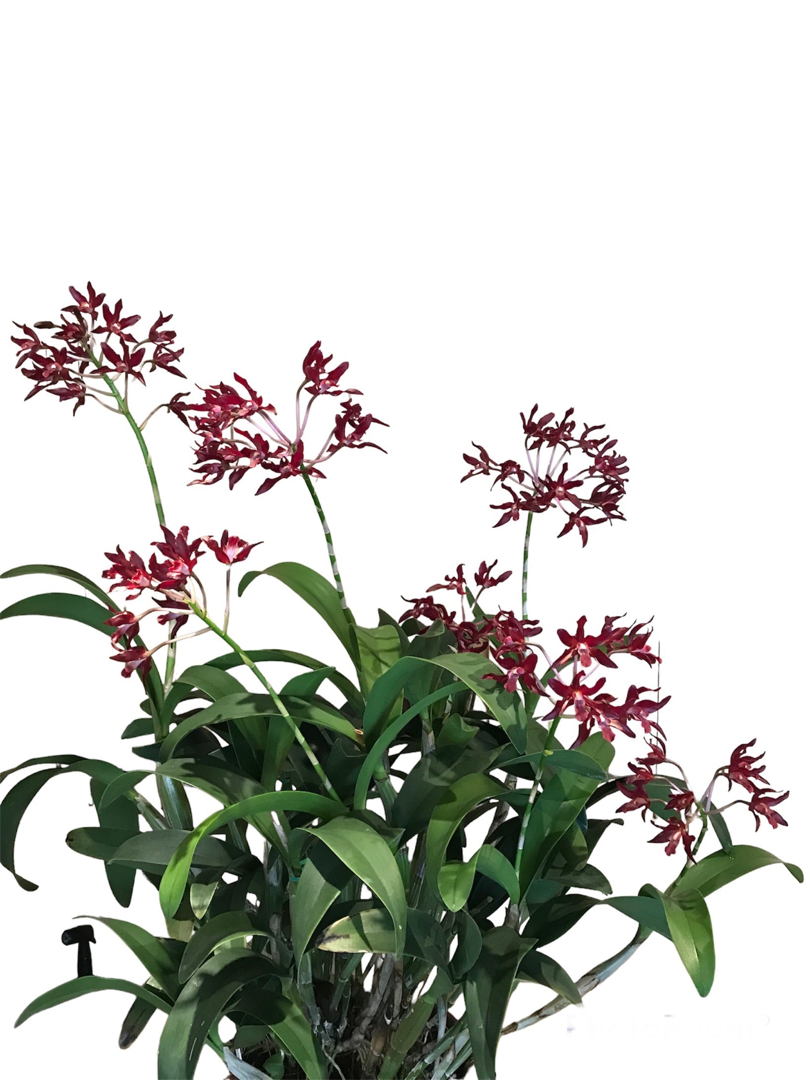 Smbc. dulatiaca ‘Lava Flow’ Am/AOS
