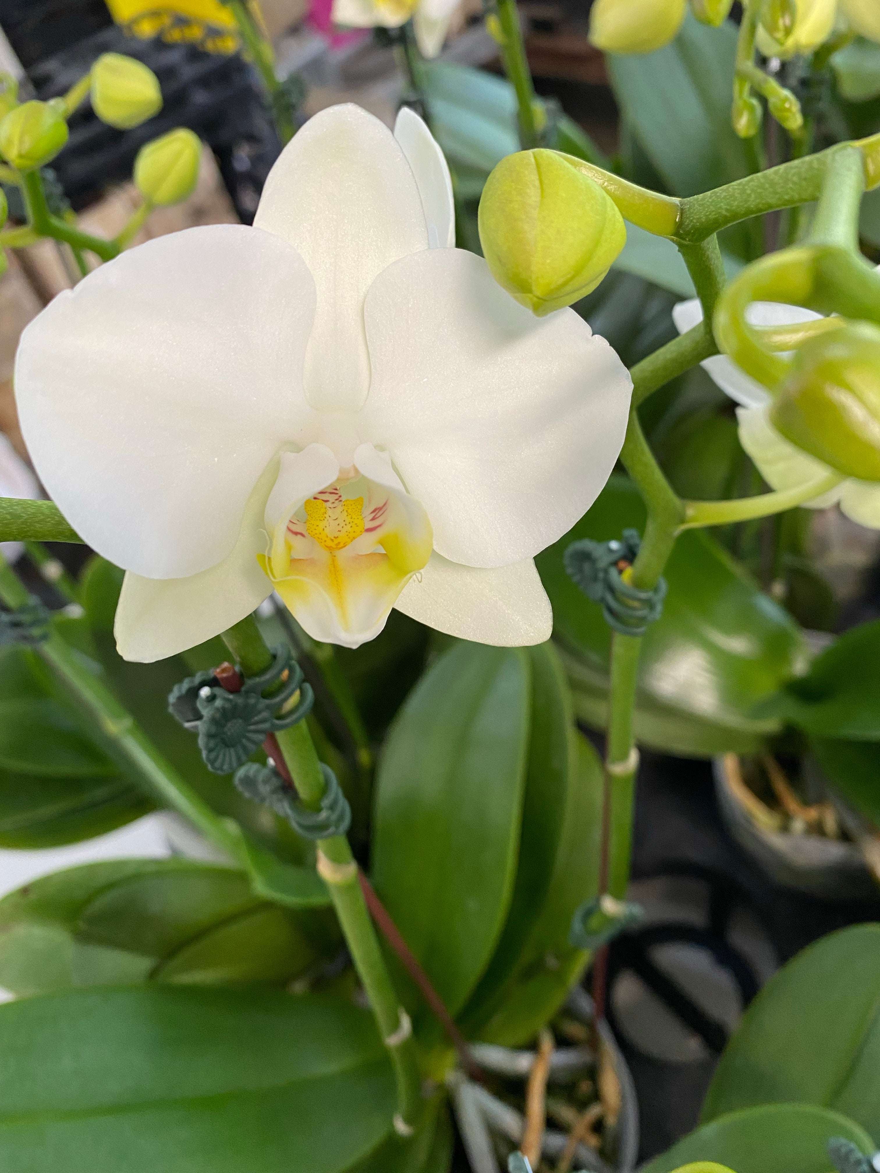 Phalaenopsis amabilis (species) in Flower