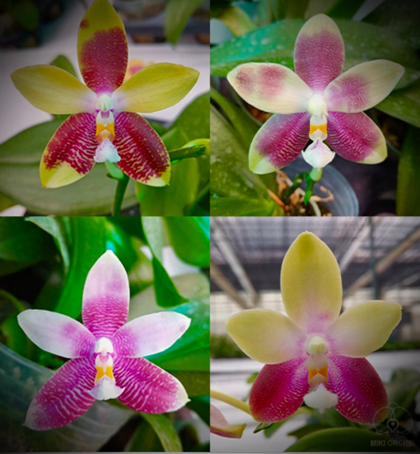 Phalaenopsis Tying Shin ‘Fly Eagle’ x P. Germaine Vincent var. Blue