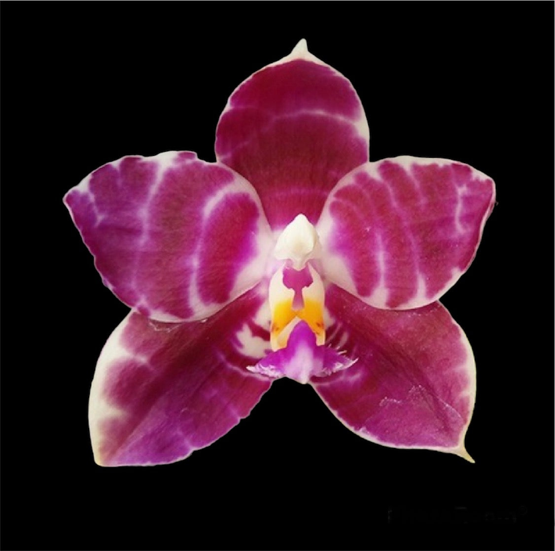 Phalaenopsis Lyndon mix Zebra ‘806’ (fragrant)