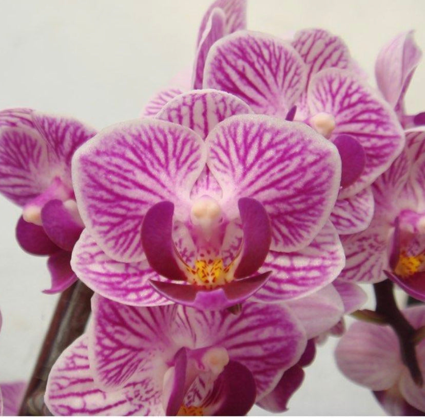 Phalaenopsis Sogo Vivien “Golden Leaves” IN SPIKE – Orchid Classics