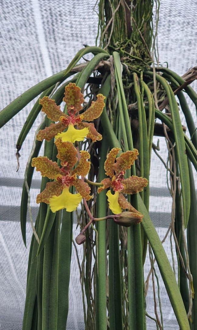 Trichocentrum Lillian Oka