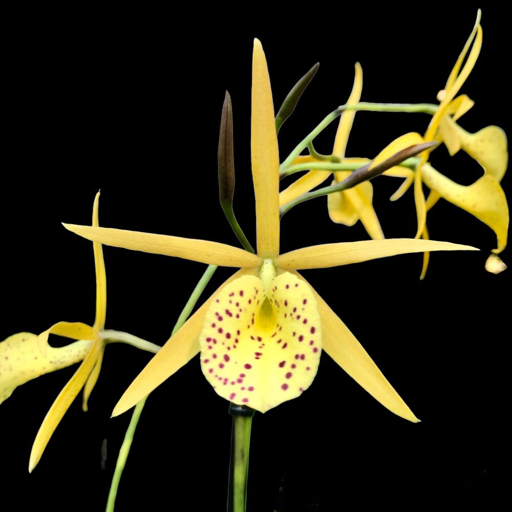 Brassavola Yellow Bird 4” pots