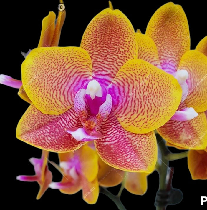 Phalaenopsis Sogo Lawrence (spiking)
