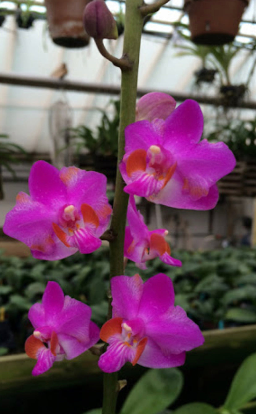 Doritis pulcherrima Purple Gem