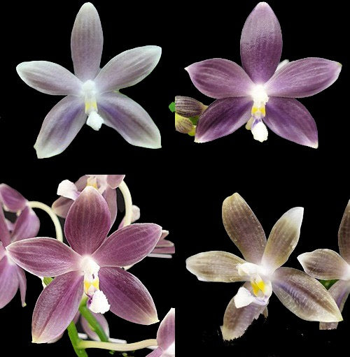 Phalaenopsis speciosa ‘Mauve’ x sib FRAGRANT