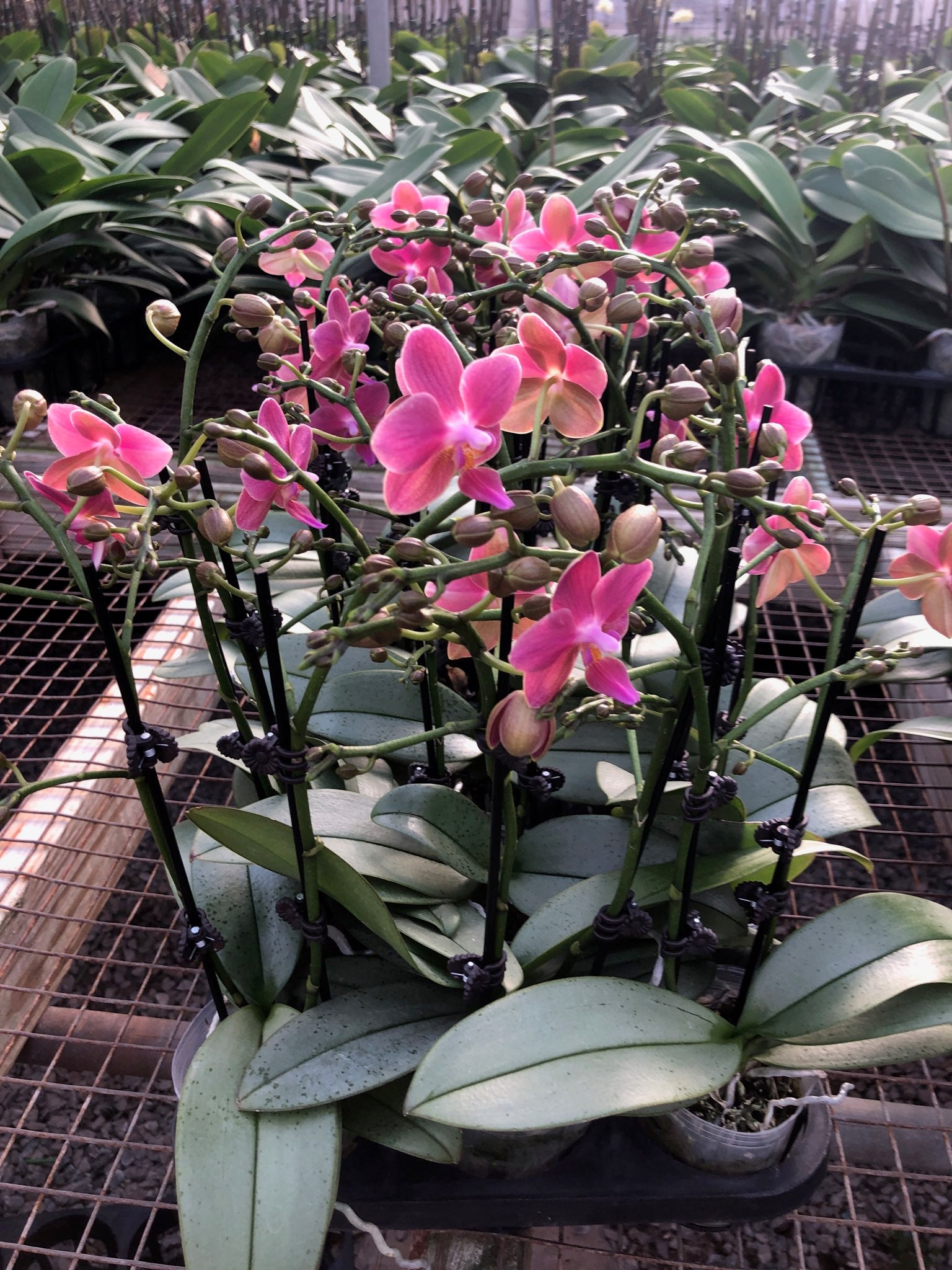 Phalaenopsis Silver leaf fragrance