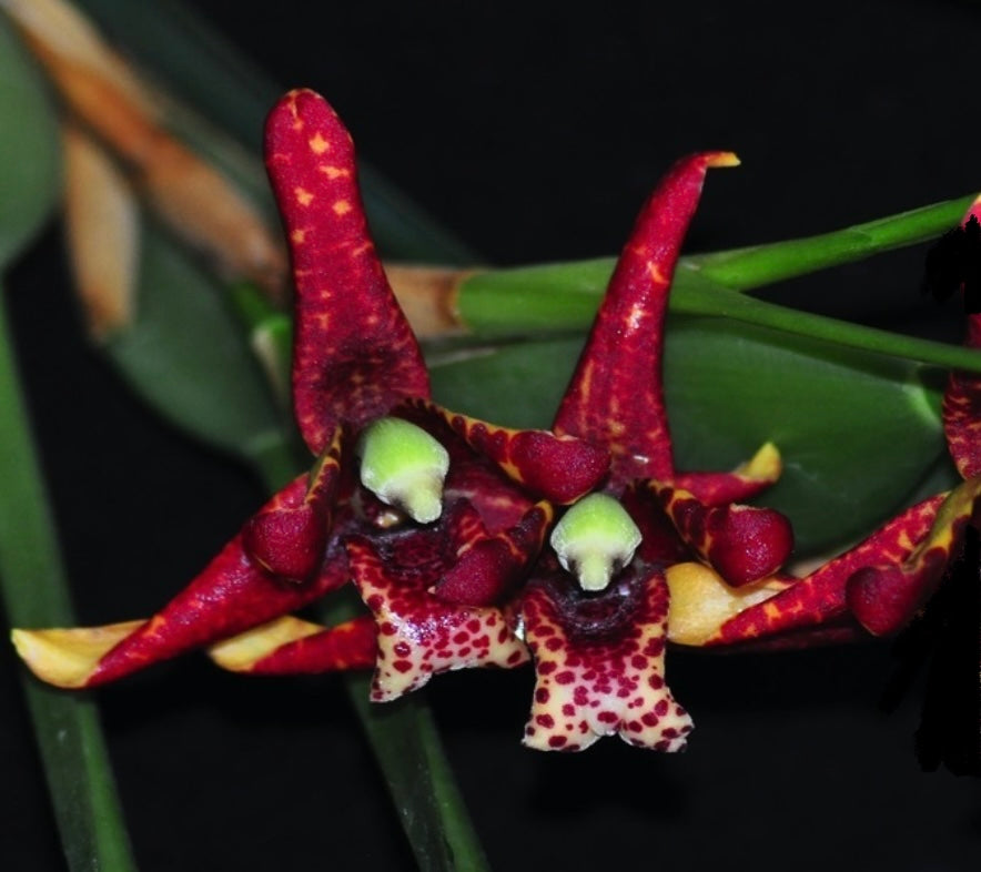 Maxillaria tenuifolia (very fragrant)
