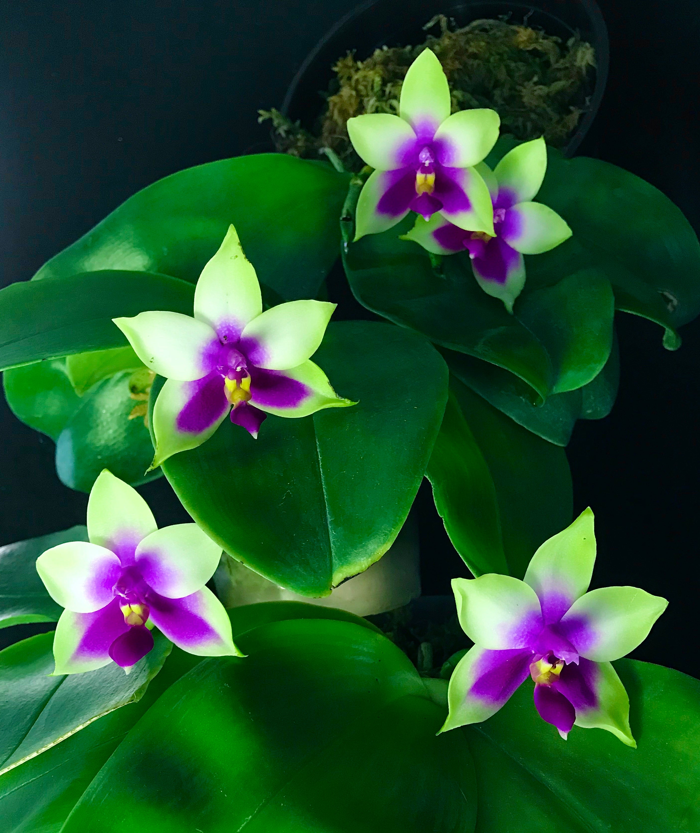 Phalaenopsis bellina x sib