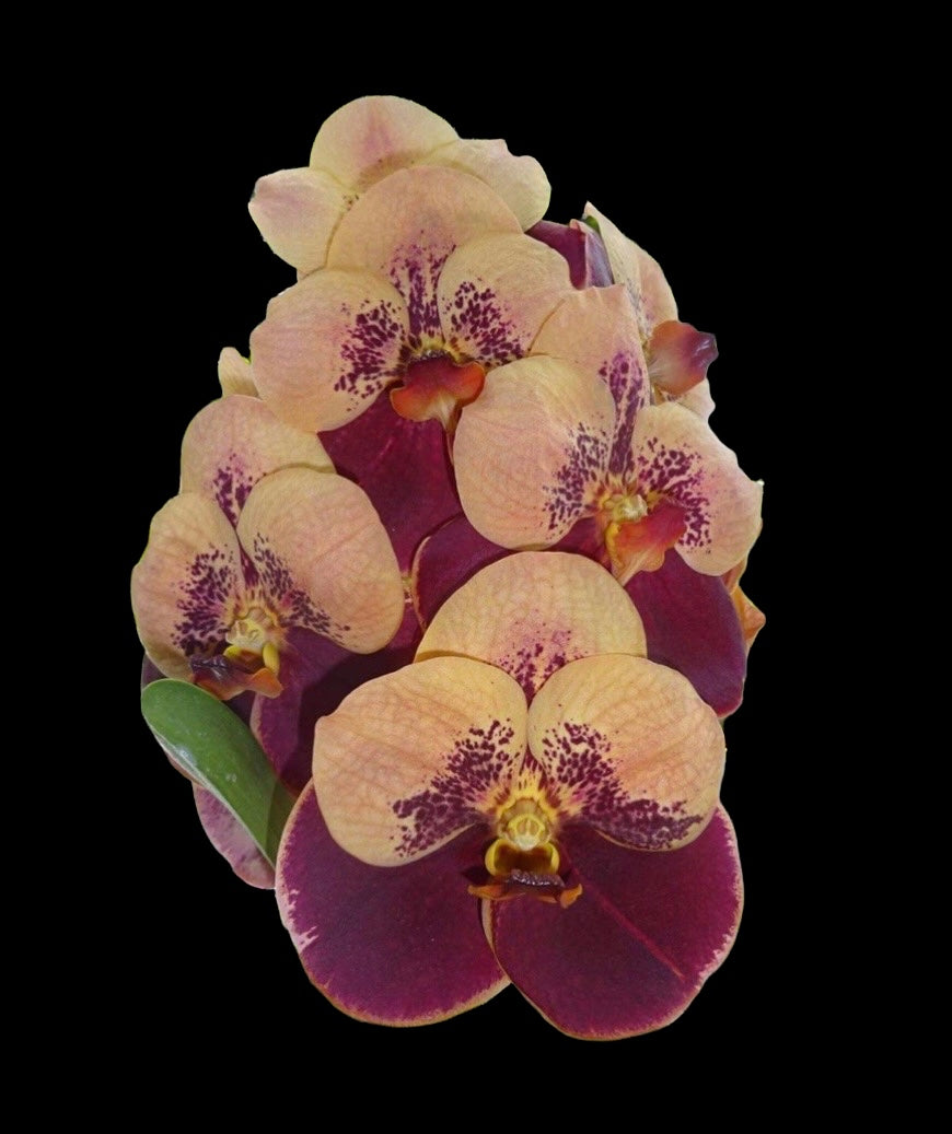 Vanda General Parinya (NFS)