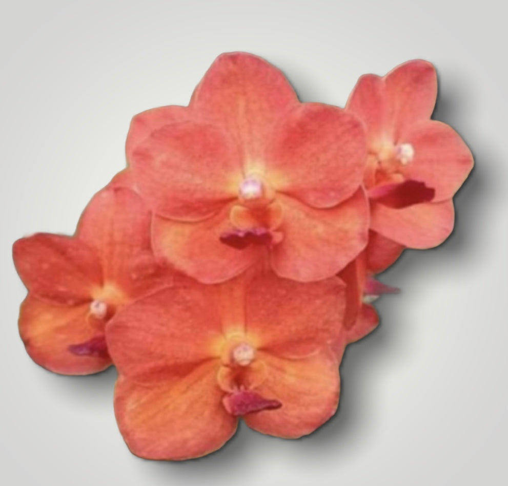 Vanda Peggy Foo x( Tubtim Velvet x Pine Rivers ) NEW !!!!