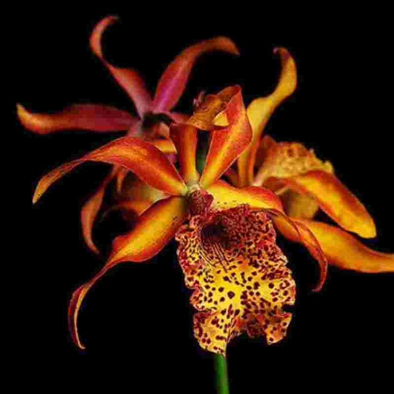 Recchara Frances Fox ‘Fire Flame’ FRAGRANT Orchid Classics