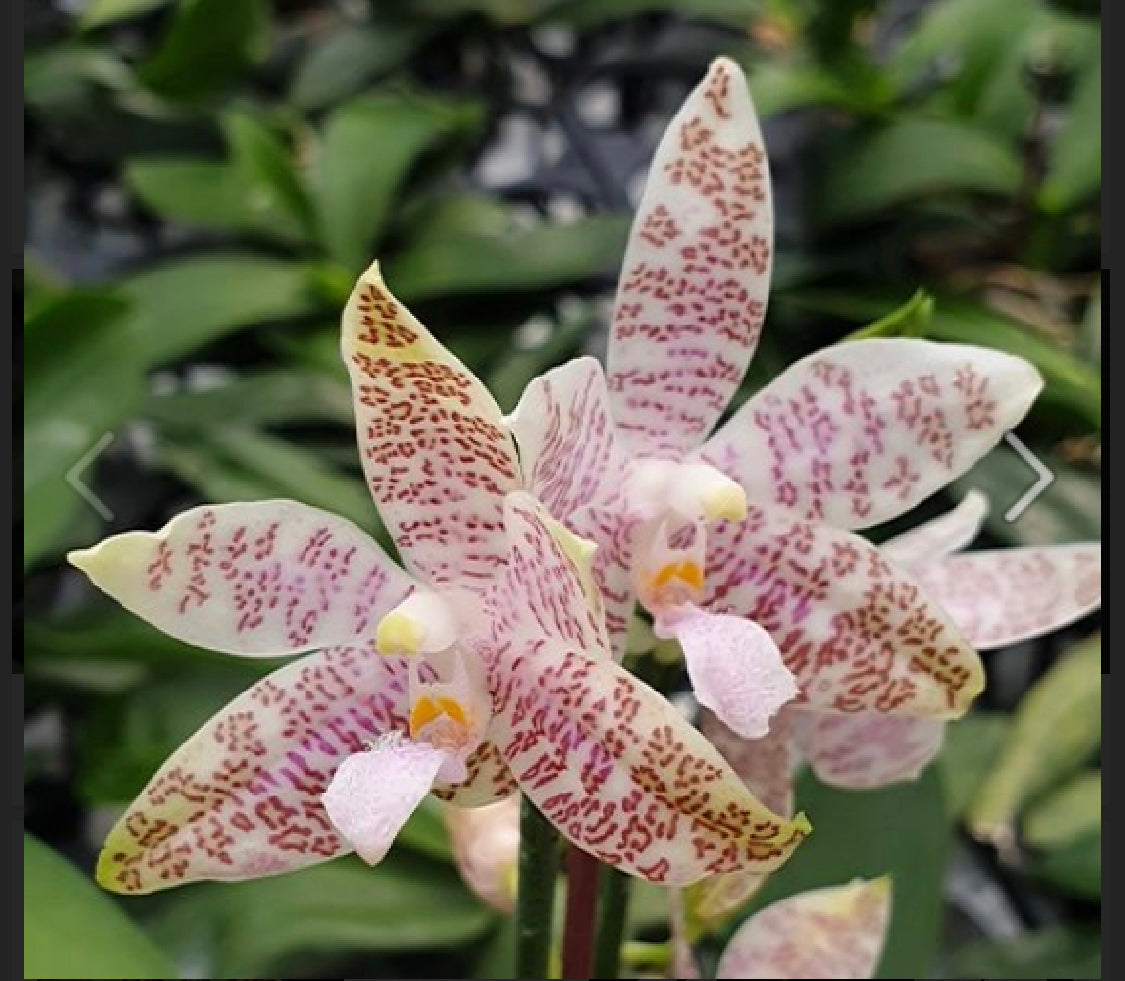 Phalaenopsis hieroglyphica x sib.