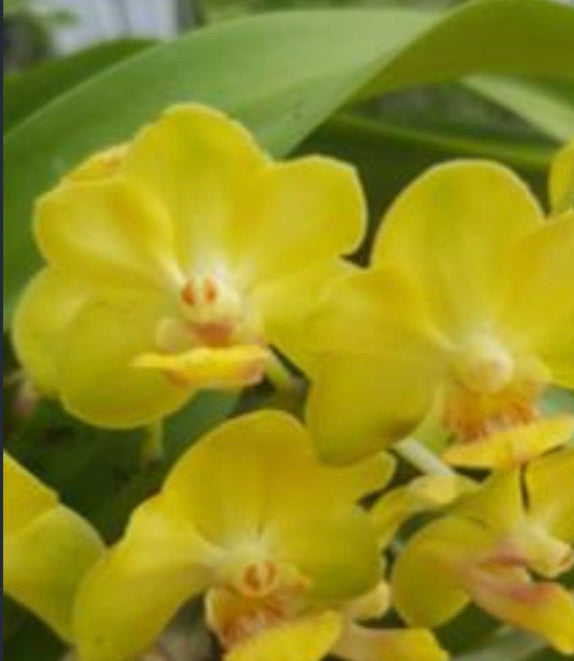 V. Yip Sum Wah x Rhy. coelestis X Rhy. gigantea, Lime Green