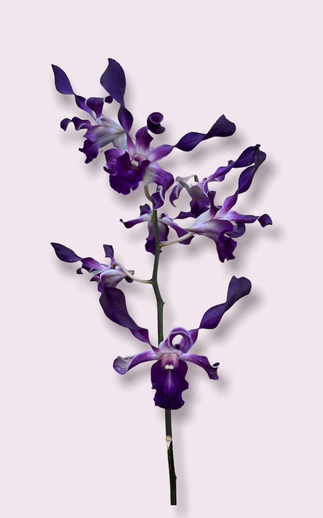 Dendrobium attenatum Blue Spin
