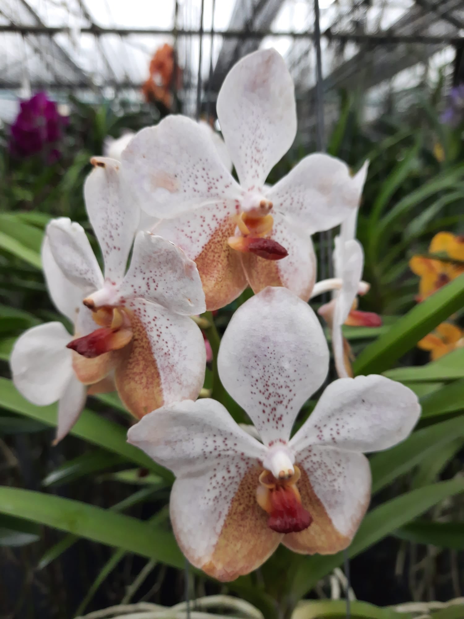 Van. Tubtim Velvet x Chaopray Spots ( White upper, Brown leg splash)
