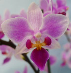 Phalaenopsis Chi Yueh Flora Fairy