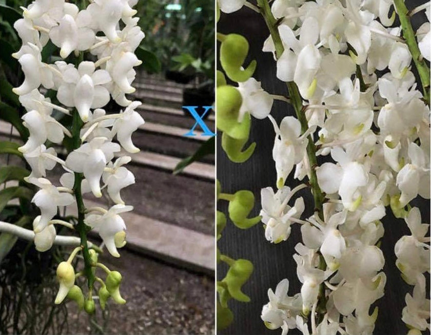 Aerides quinquevulnera ‘Alba’ x Aerides odorata ‘Alba’ (VERY FRAGRANT)