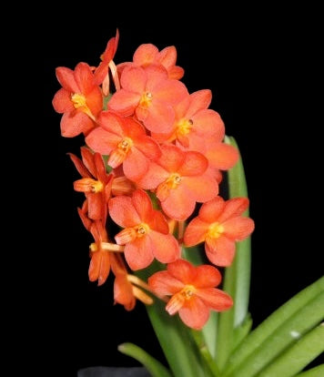 (Vanda Siri Gold x V.  Sagarik Gold )