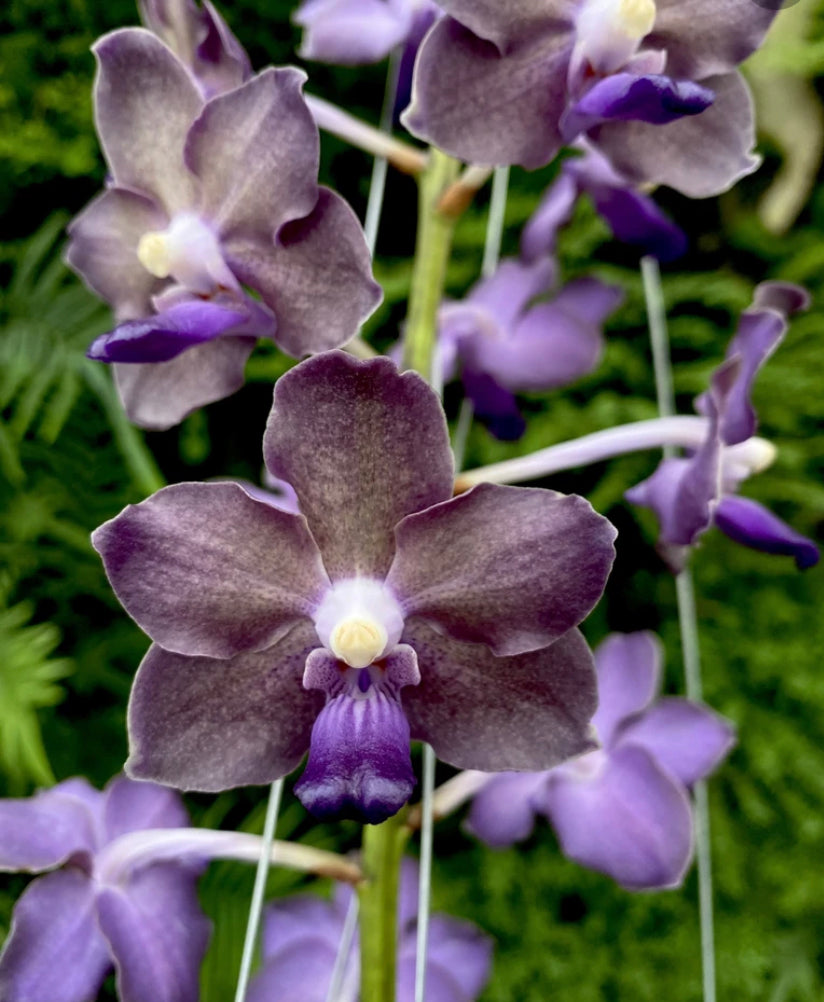 Vanda Thailand x Vasco Sasicha Hybrid VERY FRAGRANT