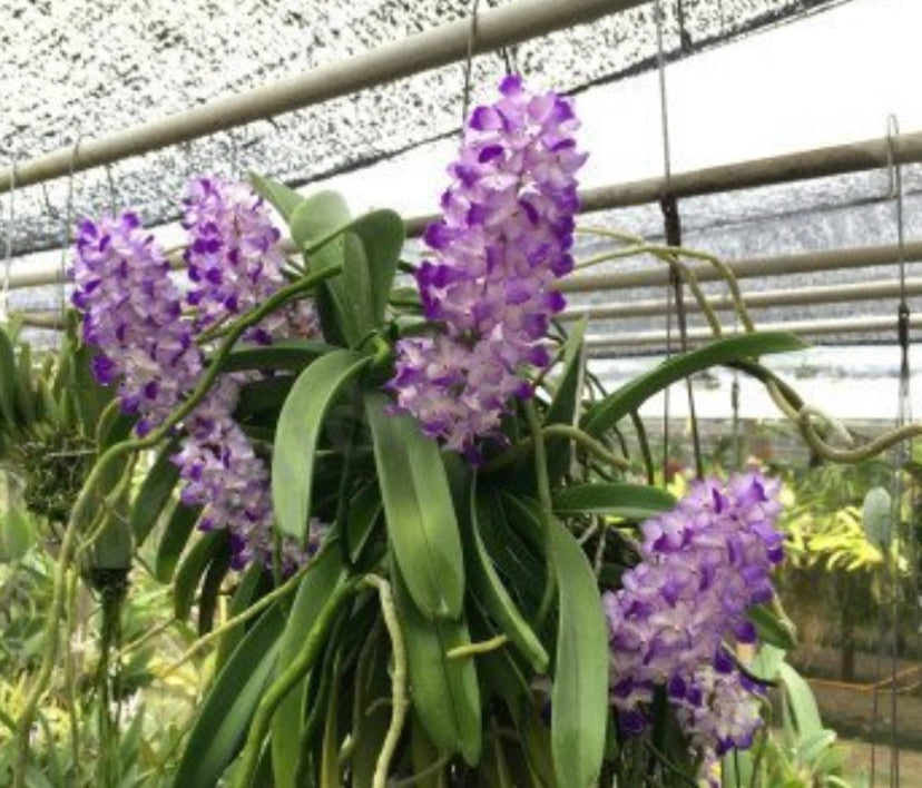 Rhynchostylis coelestis (selected deep blue lip) species  , big , mounted IN SPIKE