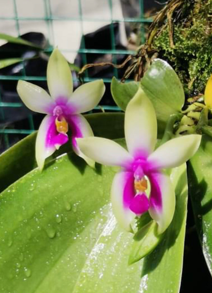 Phalaenopsis bellina ‘Fire ’ x sib. (IN SPIKE)