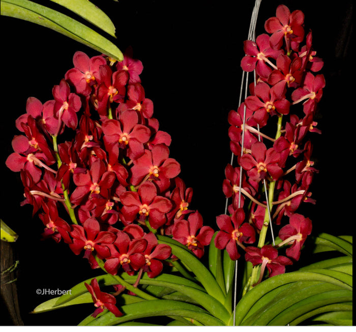Vanda (Ascda) Sweetpea Ruby HCC/AOS