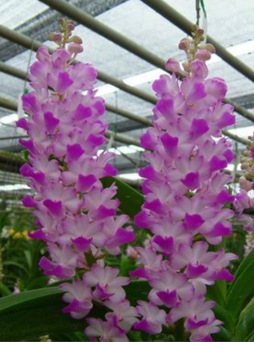 Rhynchostylis coelestis (selected Pink)