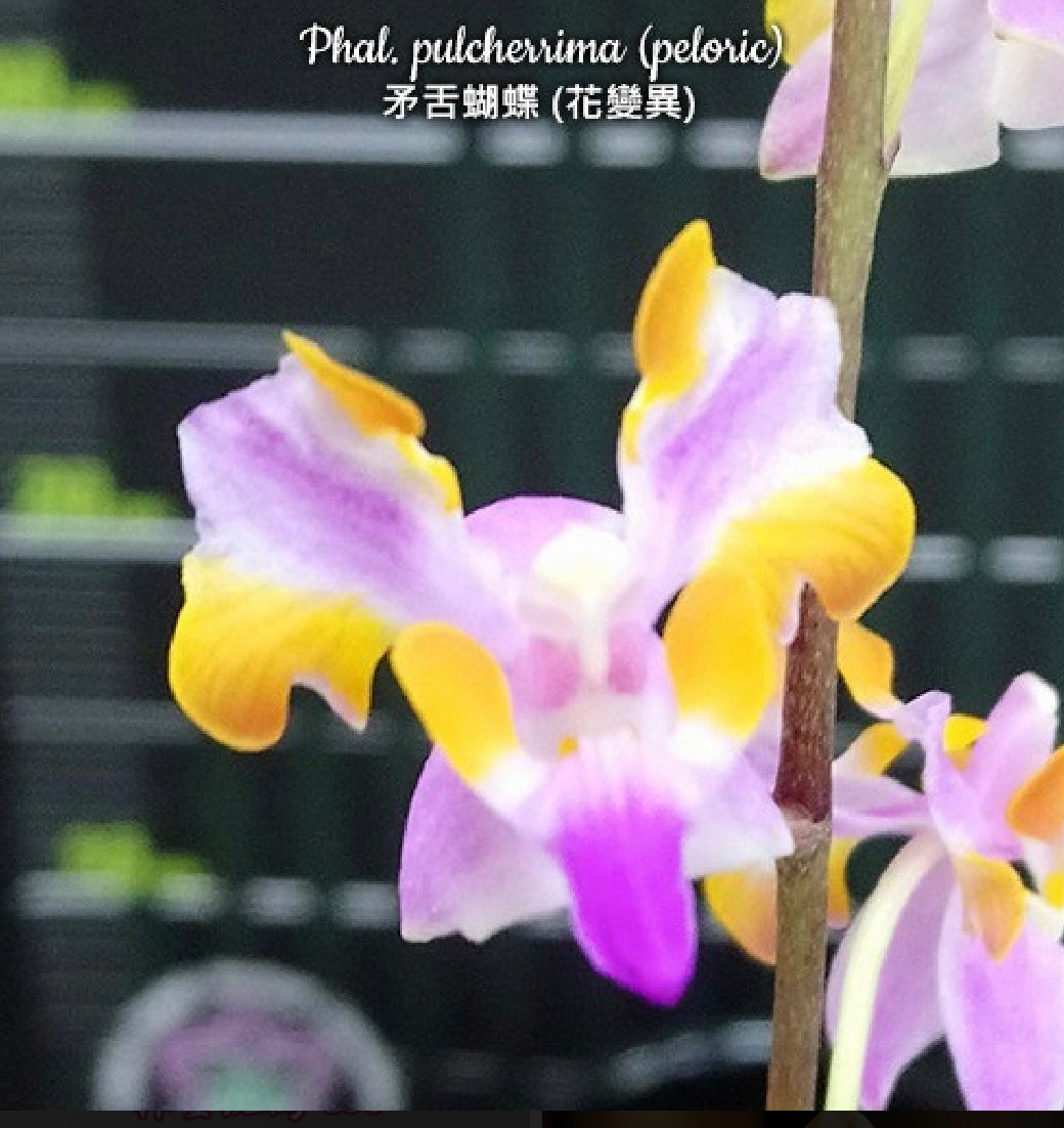 Doritis (Phalaenopsis) pulcherrima peloric