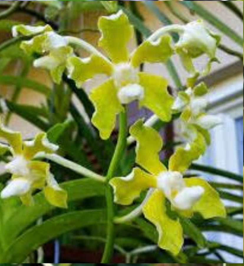 V. tessellata var.flava x denisoniana ( Hybrids)