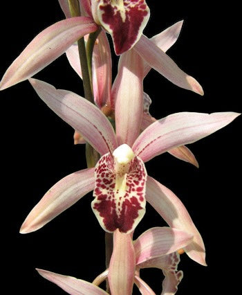 Cymbidium Miss Taipei Unveiled ( heat tolerant)
