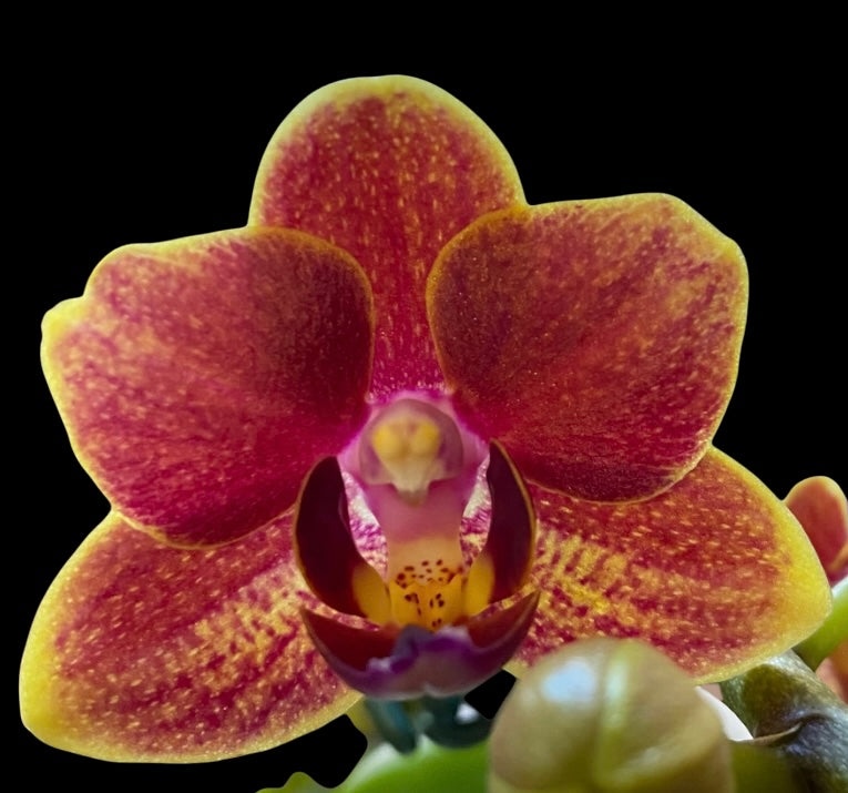 Phalaenopsis Feingmei ‘candy Love’