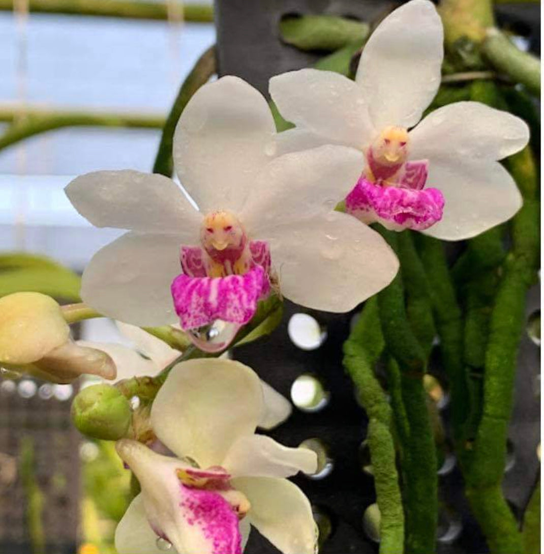 Rhynchonopsis Dragon Charmy ‘Jairak’ (Phalaenopsis japonica x Rhynchostylis gigantea) XL
