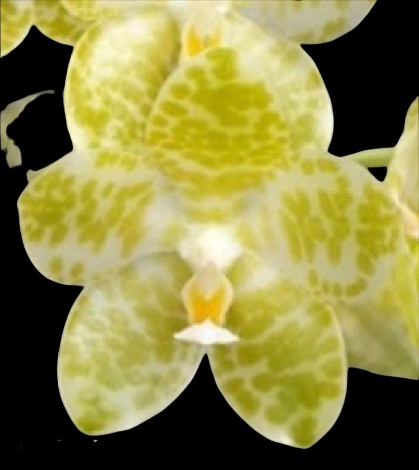 Phalaenopsis gigantea Alba x sib (species ) (RARE!!!!)