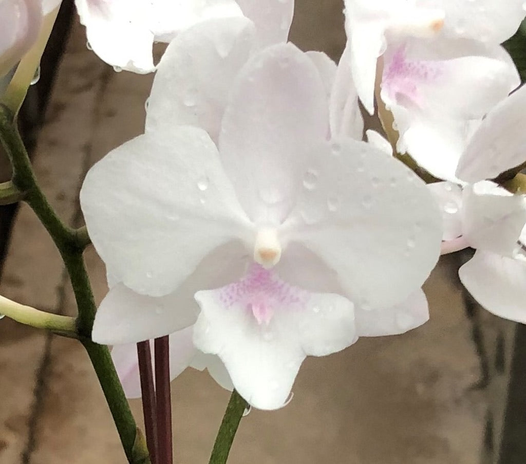 Phalaenopsis (Twilight Rainbow x Fullers E-Plus)