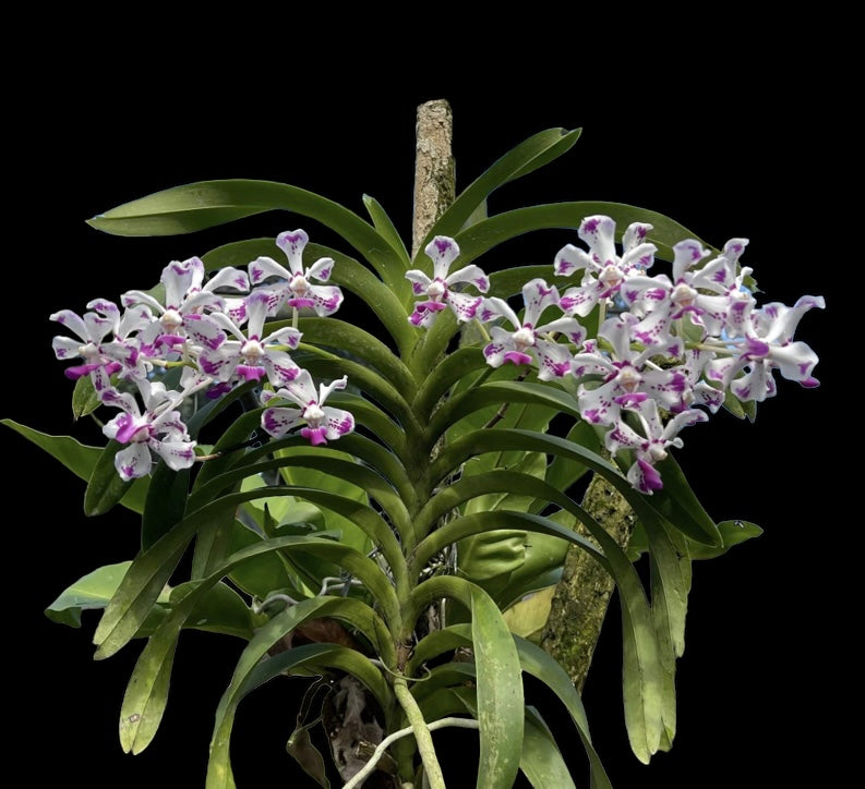 Vanda luzonica species