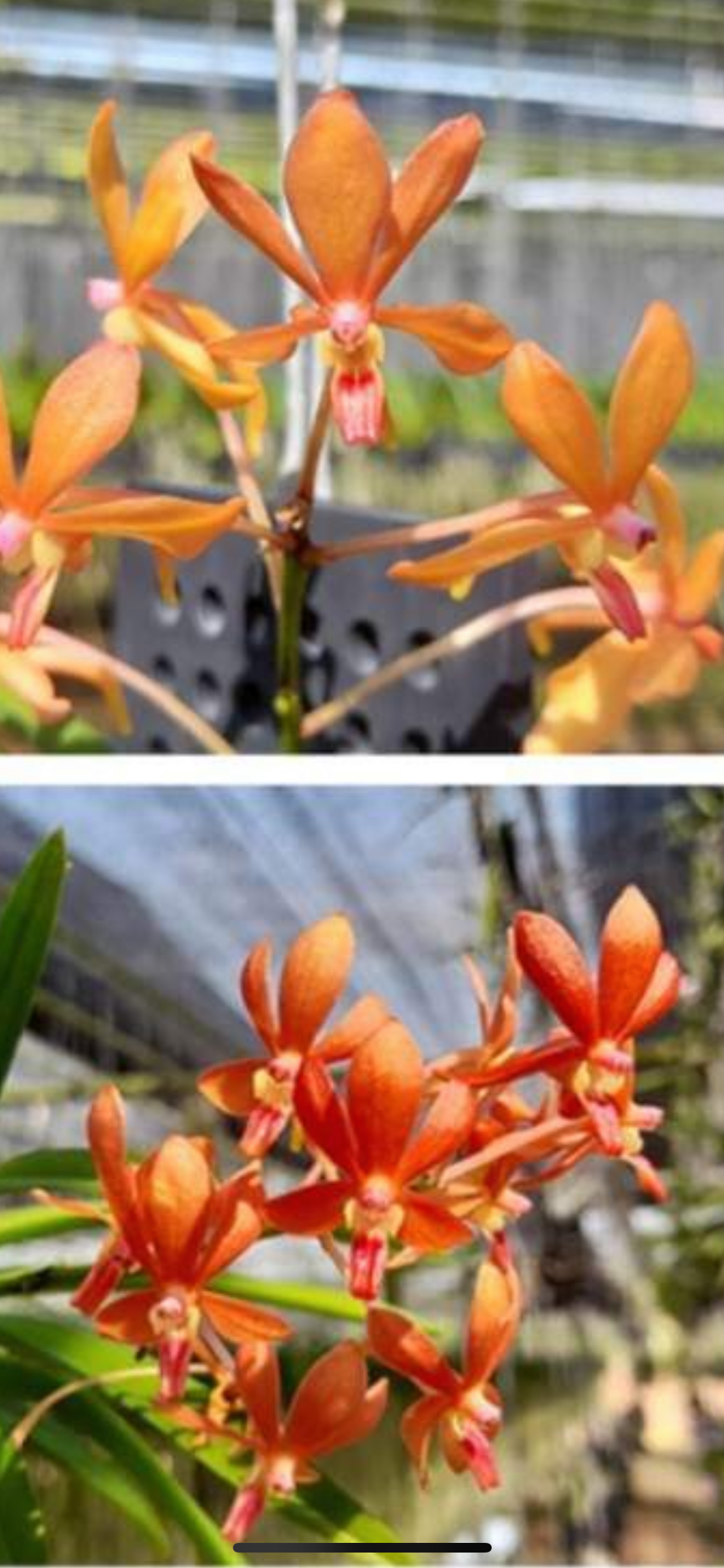 Ascofinetia Twinkle