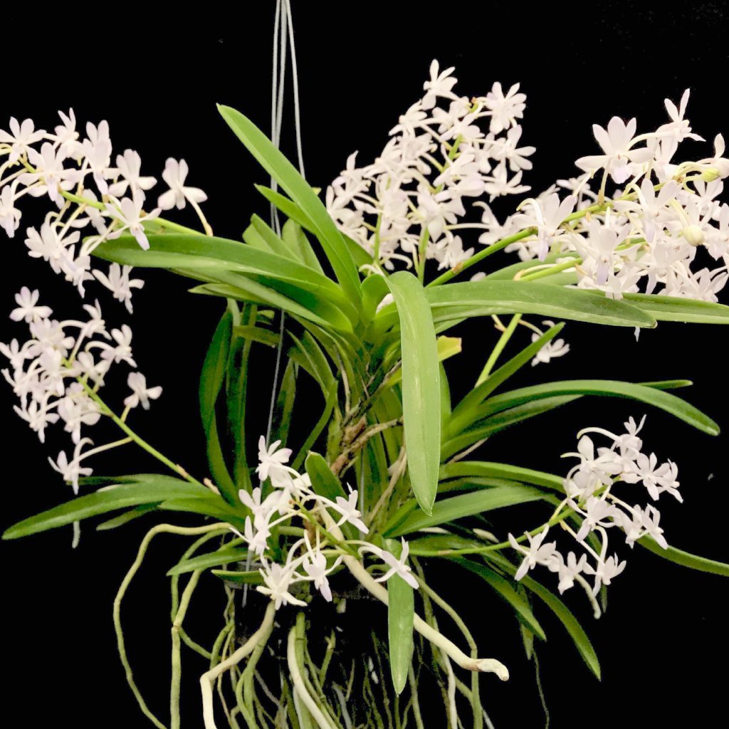 Vandachostylis Lou Sneary Alba