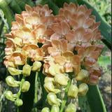 Rhynchostylis gigantea Cream/Yellow