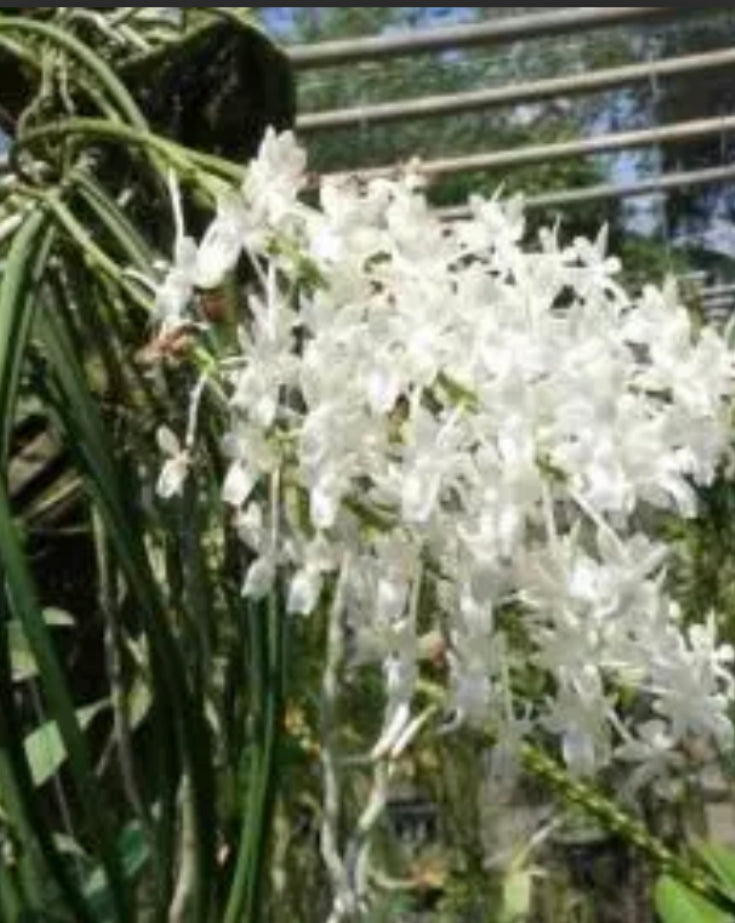 Seidenfadenia mitrata Alba NEW in spike !!!