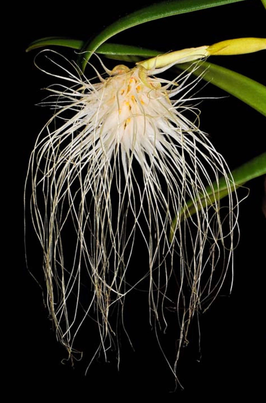 Bulbophyllum medusae (large clump mounted on cork)